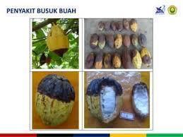 Laboratorium Organisme Pengganggu Tanaman Kakao